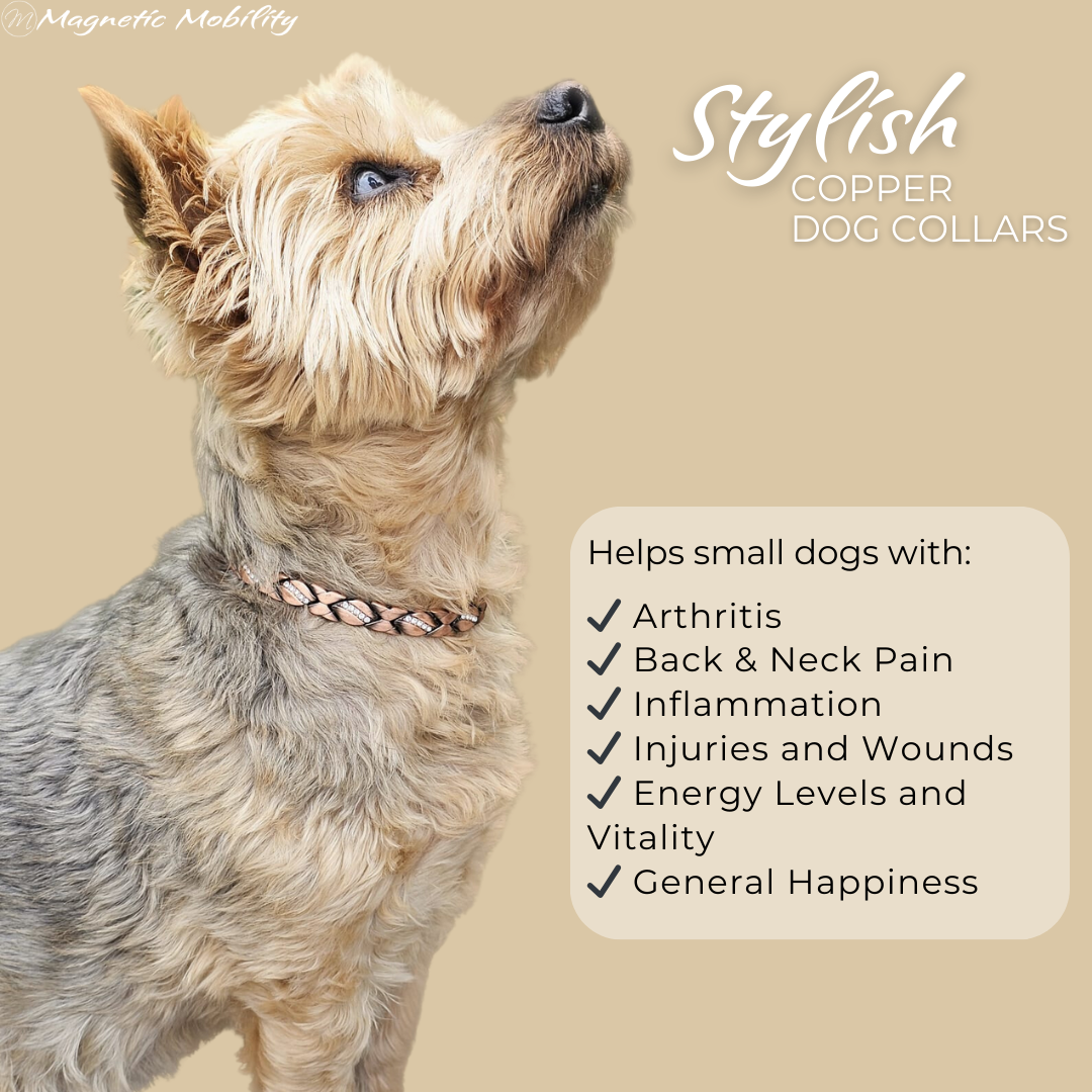 Kerria Copper Collar for Small Dogs