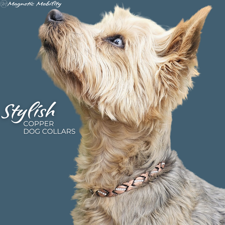 Kerria Copper Collar for Small Dogs
