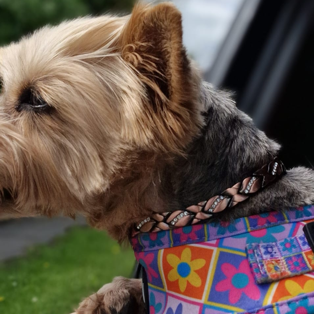 Kerria Copper Collar for Small Dogs